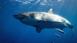  «Молиться и надеяться на чудо»: ученый рассказал про акул у берегов Сахалина и Курил