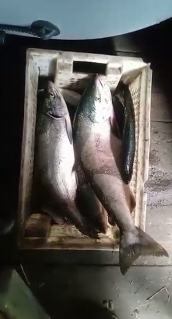 Видеофакт: первым уловом кеты похвастались рыбаки на Сахалине 