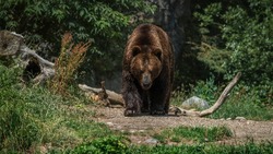 Семья медведей вышла на прогулку к СТК «Горный воздух» в Южно-Сахалинске