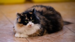 Кошка Роза: любительница массажа и ласки ищет своего хозяина на Сахалине