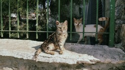 На Кипре кошки массово умирают от вируса, который научились лечить на Сахалине
