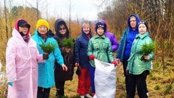 Саженцы молодых елочек для Макаровского района заготовили с помощью «Волонтеров леса»