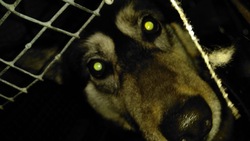 Собака искусала девушку недалеко от поликлиники № 4 в Южно-Сахалинске