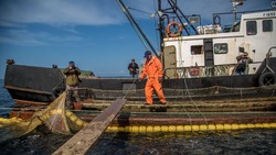 Промысловикам разрешали рыбалку в наполовину наполненных реках Сахалина