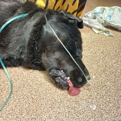 Неизвестные отравили собаку в приюте «Доброе сердце» на Сахалине 