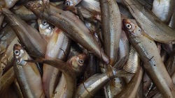 Рыбу с минимальной наценкой привезли жителям Южно-Сахалинска и Поронайска 31 октября