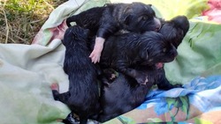 Крики из пакета: новорожденных щенков выкинули на помойку в Поронайске