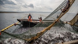 Рыбопромышленники Сахалина разругались из-за прав на добычу кеты