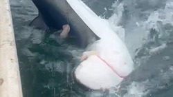 Крупная акула попалась на крючок рыбаков на Итурупе 