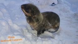 В фонде «Зеленый Сахалин» рассказали о необычном поведении заблудившегося тюленя