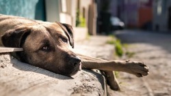 Депутаты обсудили изменения в закон об обращении с бездомными собаками на Сахалине