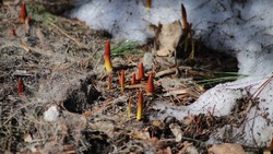 Весна зашагала по Южно-Сахалинску (ФОТО)