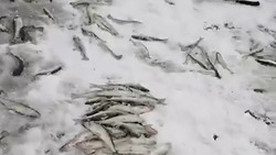 Рыбак похвастался крупным уловом корюшки и наваги на севере Сахалина