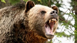 Самые громкие трагедии с участием медведей на Сахалине: хищники смертельно опасны