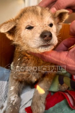 «Прижимался к трупику брата»: полуживого щенка нашли на улице в Южно-Сахалинске
