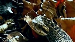 Опасную змею дайвер встретил в лесу на Сахалине