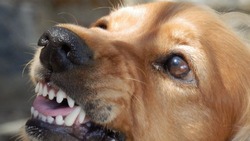Правила определения агрессии у собак ввели на Сахалине