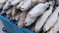 Жителям и гостям Северо-Курильска бесплатно раздадут рыбу