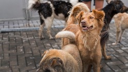 Администрация Южно-Сахалинска отчиталась об отлове бездомных собак