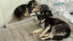 Участница «Команды Сахалинской области» обратила внимание на проблему с бездомными животными