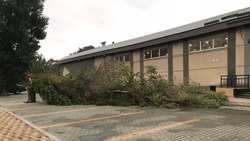 Жители Сахалина сообщили о массовом падении деревьев из-за «Хиннамнора»