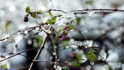 Погода в Южно-Сахалинске 18 февраля: небольшой дождь и +4 градуса