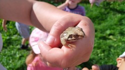 Маленькая лягушка восхитила детсадовцев из села в центре Сахалина