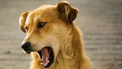  На улицах Южно-Сахалинска за неделю отловили 46 бездомных собак