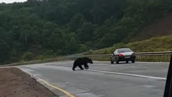 Взрослый медведь не уступил дорогу людям на юге Сахалина