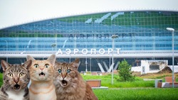 Рейсы внутренних авиалиний перевели в новый аэровокзал Южно-Сахалинска 8 августа