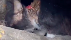 Кошка со страшной раной на шее не дается в руки спасателям в столице Сахалина