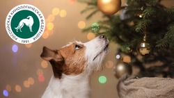 Кинологи рассказали сахалинцам об отношении собак к празднованию Нового года