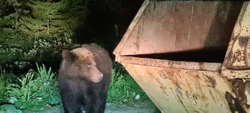 Медведь уволок пакет с мусором из контейнера в Корсаковском районе