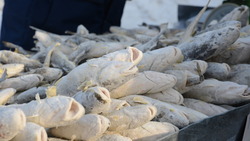Итальянцы восхитились «мешалками» в сахалинском рыбколхозе