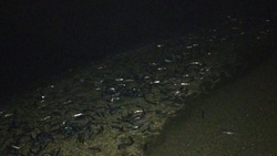 Десятки хвостов мойвы выкинуло на берег в Углегорском районе