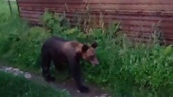 Медведь устроил вечернюю прогулку в центре села на Курилах