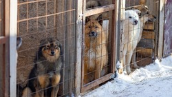 Комиссия проверила условия жизни бездомных собак в приюте Южно-Сахалинска
