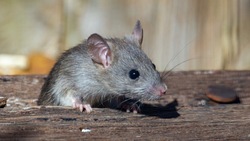 Жители многоквартирного дома в Южно-Сахалинске пожаловались на крыс в подвале