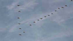 Гуси-лебеди улетели с Сахалина на юг 14 октября