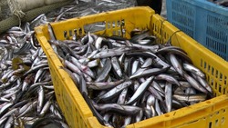 Около 500 тонн свежей рыбы по сниженным ценам приобрели сахалинцы и курильчане