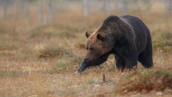 Прямую линию по вопросам весенней охоты на медведей проведут в Сахалинской области
