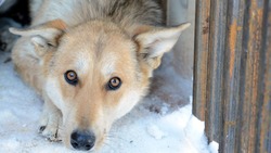 Обвинения в издевательствах над собакой на Сахалине опровергли