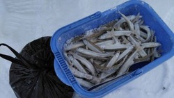 Рыбаки Углегорска похвастались первым зимним уловом корюшки