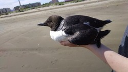 Специалисты объяснили причину гибели птиц на побережье в Поронайском районе