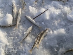 «Народу тьма!»: рыбаки мешками ловят корюшку на Сахалине