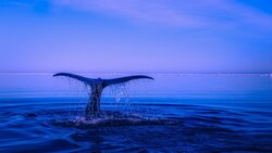 На предстоящей «Ночи китов» сахалинцев призовут использовать меньше пластика