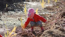 В окрестностях Южно-Сахалинска посадили три тысячи лиственниц