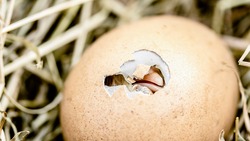 Сахалинцы обнаружили гору дохлых кур, фарша и битых яиц в районе птицефабрики