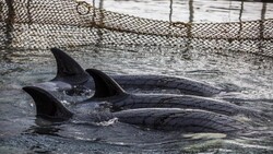 Эксперты проигнорировали мнение сахалинцев о запрете неволи дельфинов, косаток и белух