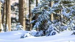 Снег и повышение температуры: прогноз погоды в Сахалинской области на неделю